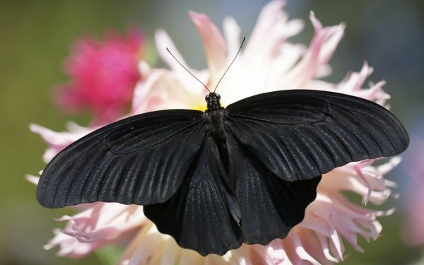 До чого сняться метелики: значення сну, тлумачення різних сонників