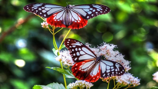 До чого сняться метелики: значення сну, тлумачення різних сонників