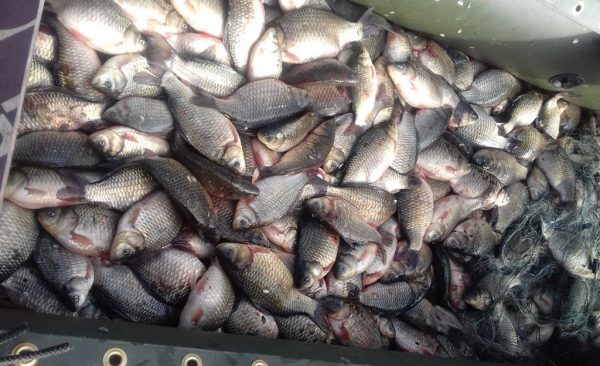 Що означає ловити рибу у сні: тлумачення за різними сонникам