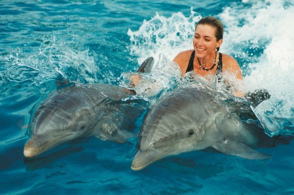 Що означає плавати з дельфінами у сні: тлумачення за різними сонникам